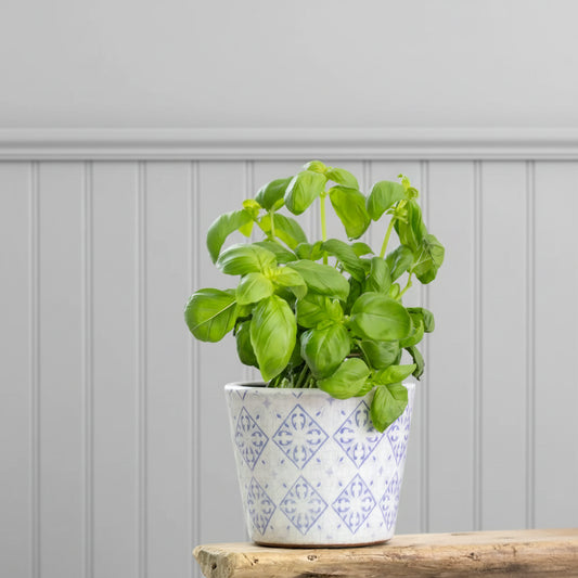 Handcrafted Terracotta Plant Pots | Powder Blue Glazed Planters (14cm)